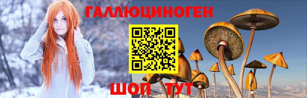 Галлюциногенные грибы Psilocybine cubensis Лесной